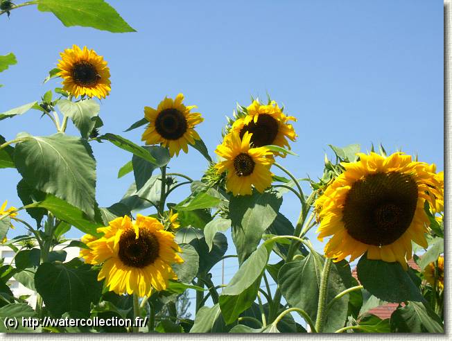 Diapositive suivante